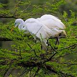 Breeding Egrets 46107
